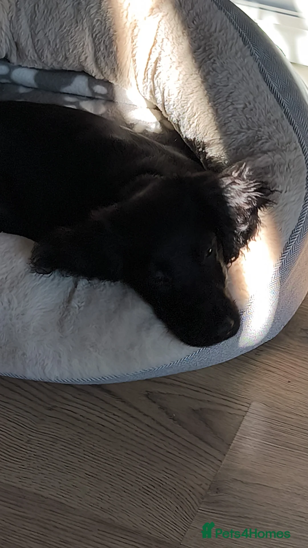 Cocker Spaniel dogs for sale: Stanley 4 month cocker spaniel  in Manchester - Advert 1