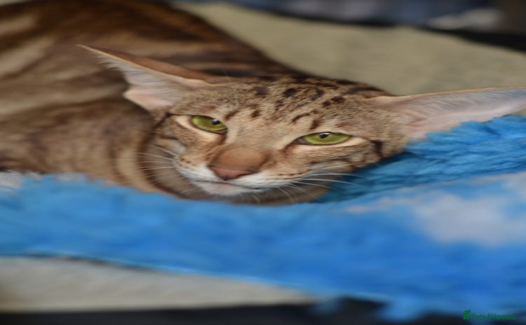 Oriental cats - Advert 2