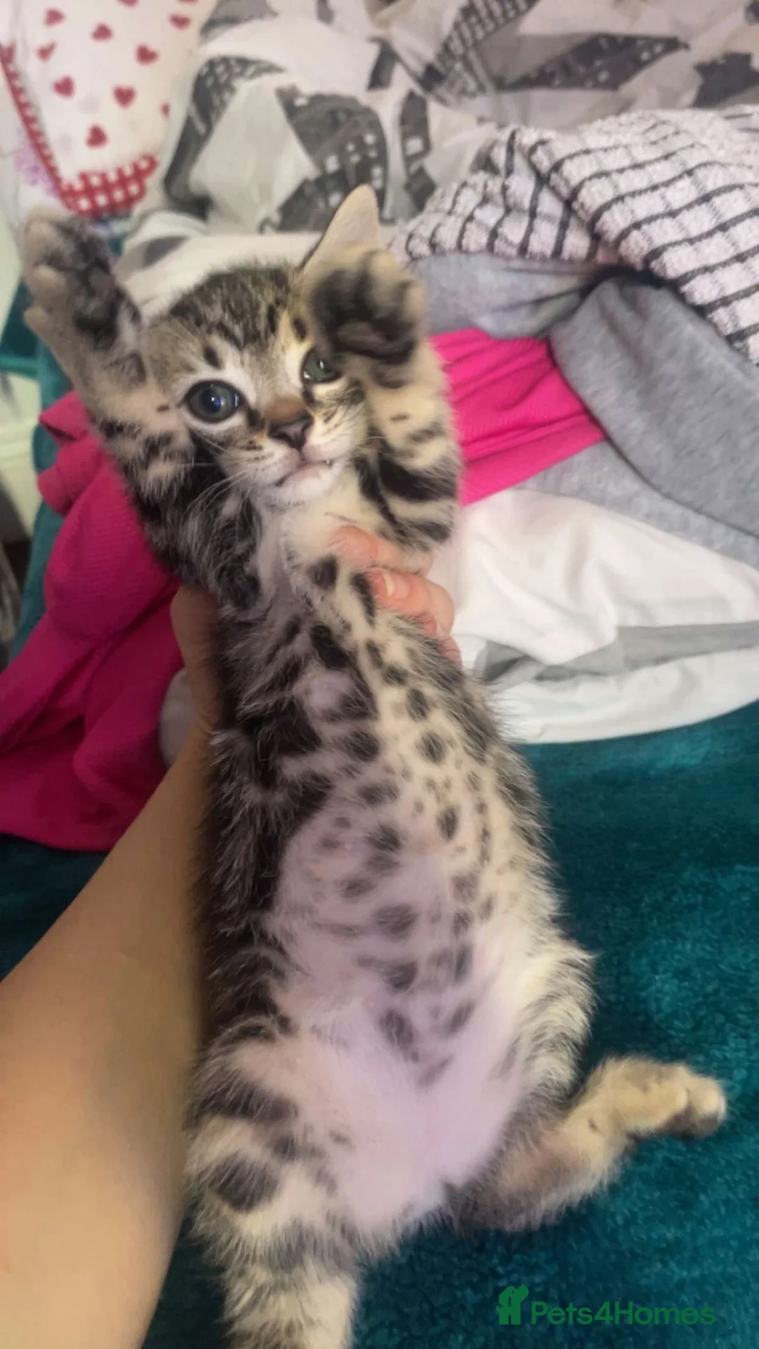 Mixed Breed cats for sale: Kittens for sale - Advert 2