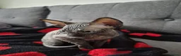 Sphynx cats for sale: Canadian sphynx kittens looking for home in Oldbury - Advert 6