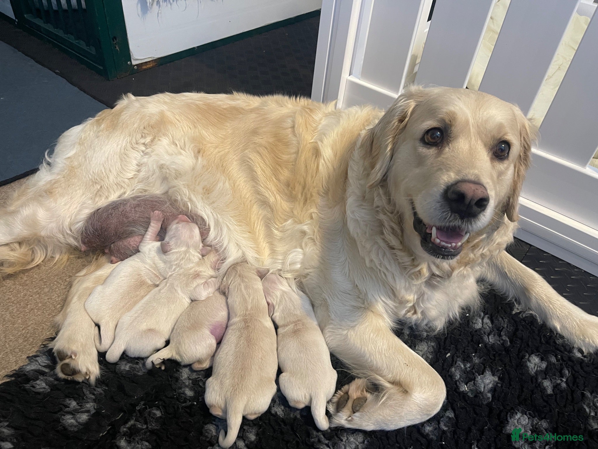 Golden Retriever dogs KC registered golden retriever puppies  - Advert 1