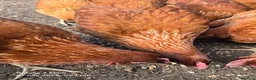 Chickens poultry for sale: point of lay pullets  - Advert 3