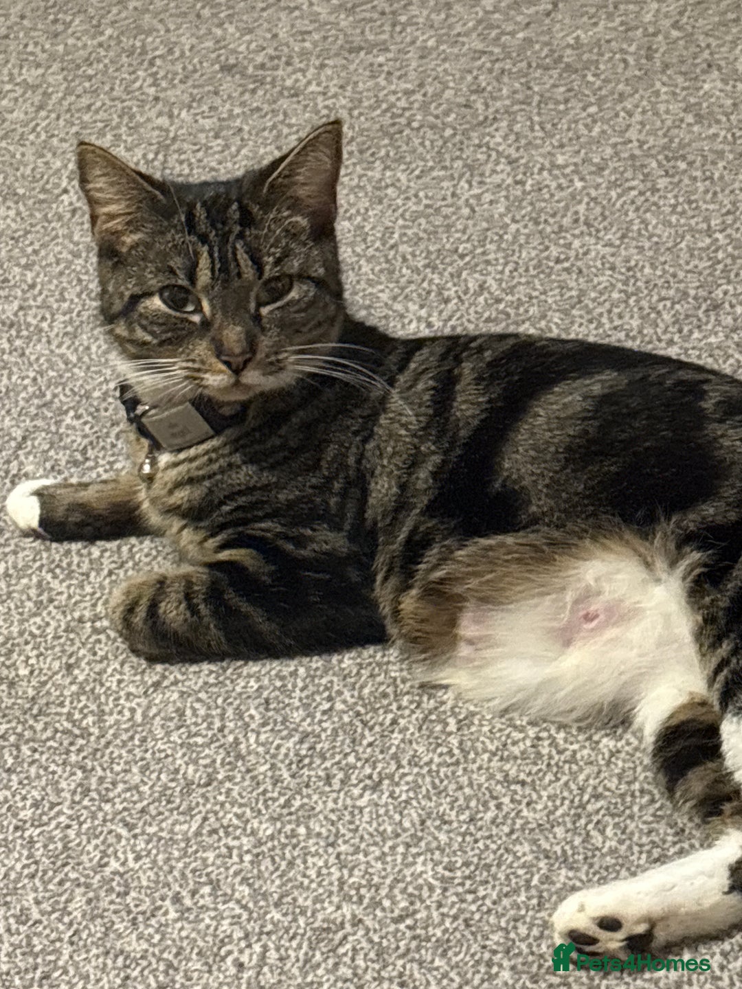 Mixed Breed cats for sale: 4 Beautiful fluffy kittens for sale - Advert 2