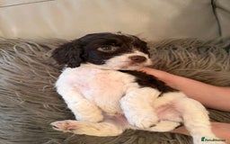 Mixed Breed dogs for sale: Cockerpoo puppies  - Image 3