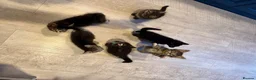 Mixed Breed cats for sale: 8 tabby/black kittens available  - Advert 19