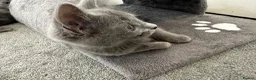 Russian Blue cats for sale: Russian Blue Kittens  - Advert 7