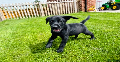 Labrador Retriever dogs - Advert 3
