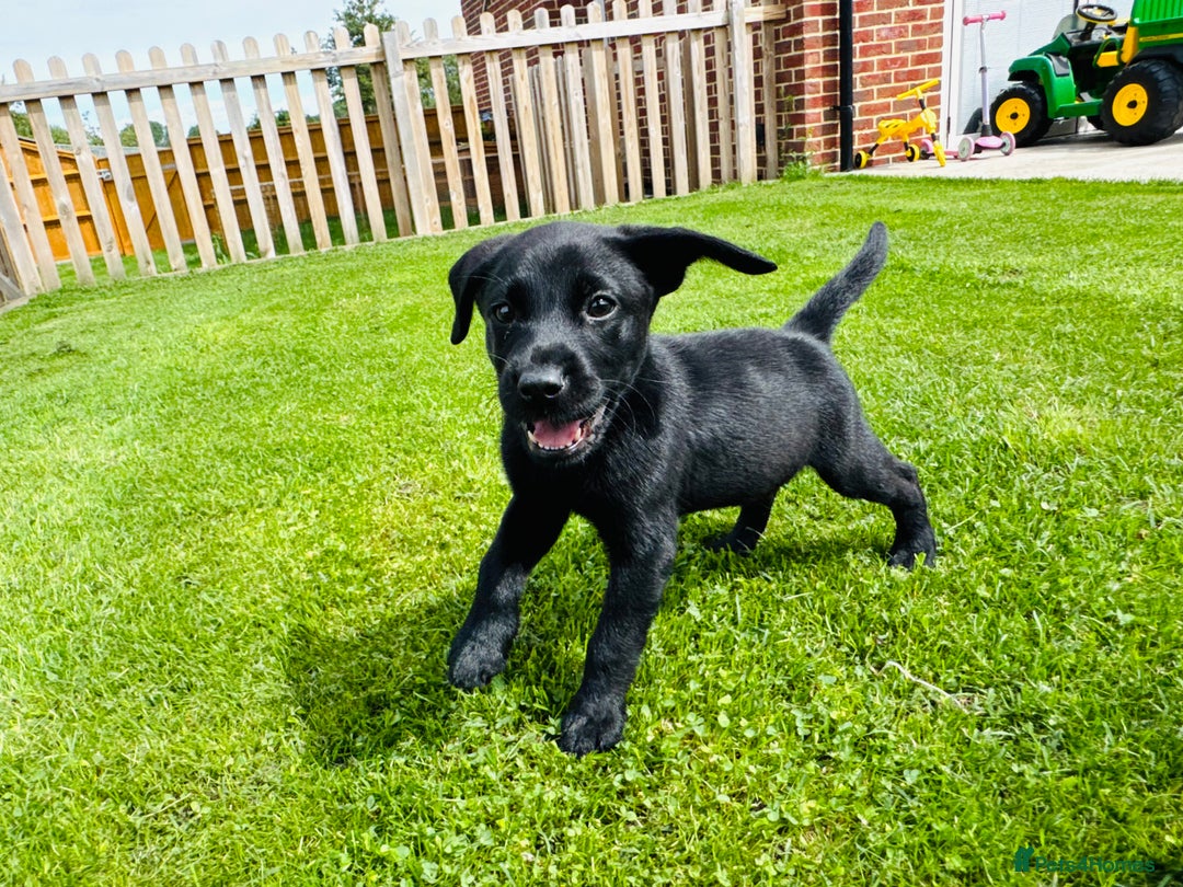 Labrador Retriever dogs for sale: KC Registered Labrador Babies 🐾🐾🐾 - Image 8