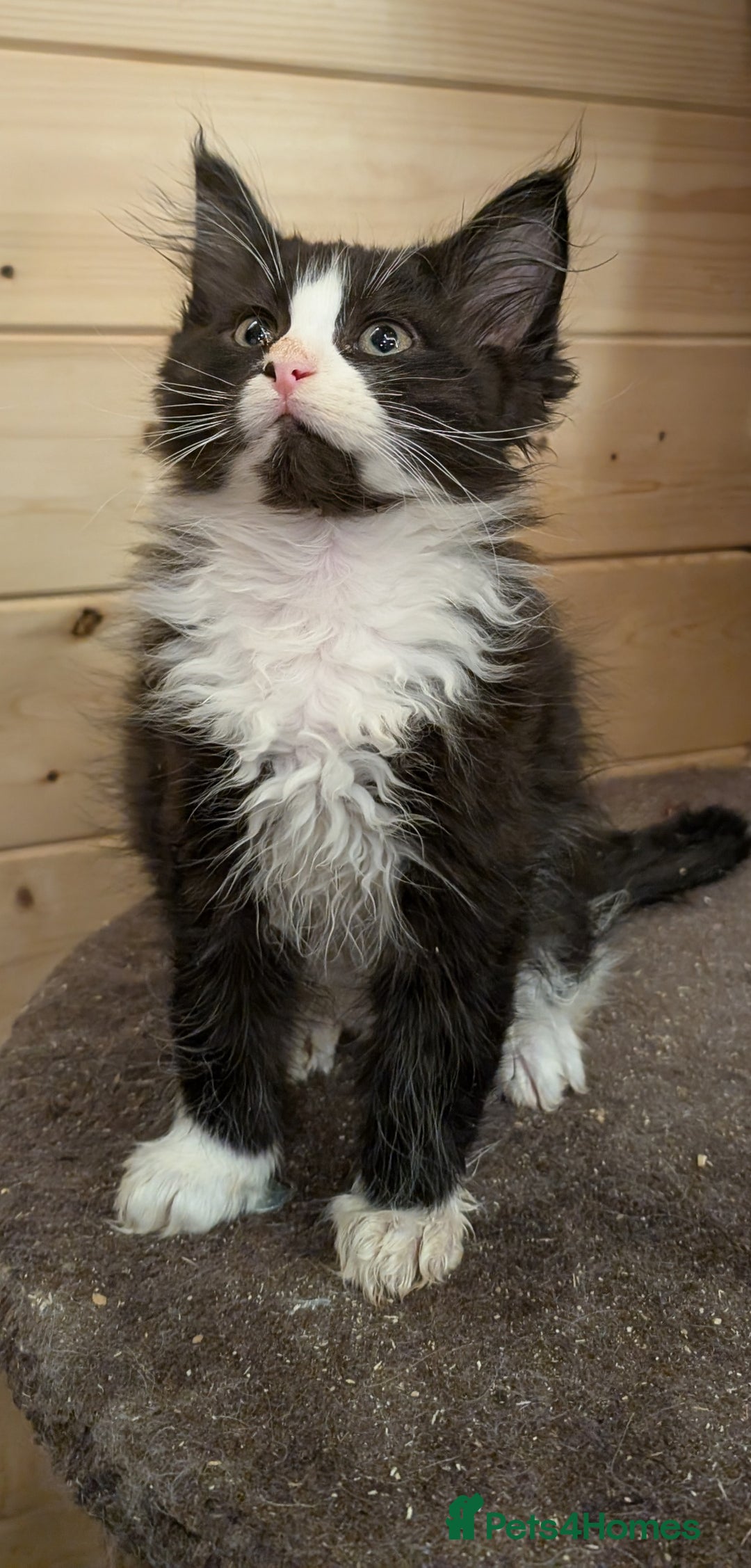 Maine Coon cats for sale: Maine Coon pedigree kittens  - Advert 15