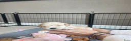 Maltipoo dogs for sale: Exceptional Korean Maltipoo Puppies - Advert 24