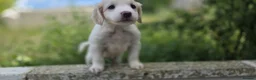 Mixed Breed dogs for sale: 3 beautiful girls  - Advert 4