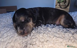 Cocker Spaniel dogs for sale: KC Registered Cocker Spaniels ready for Christmas - Image 8
