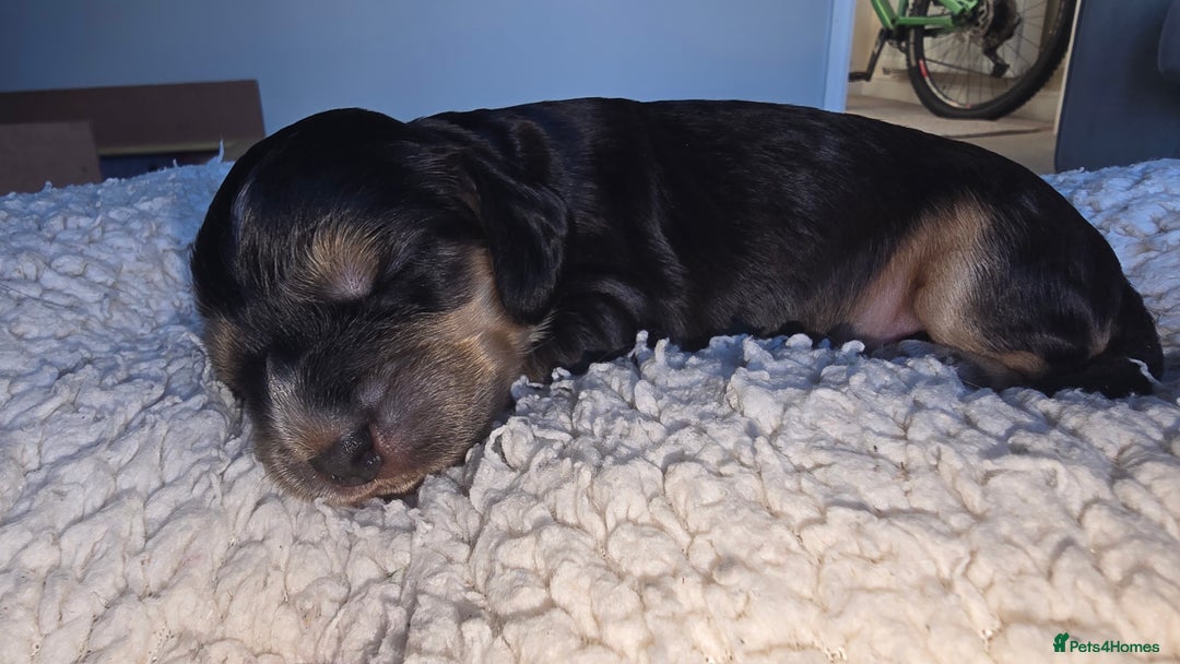 Cocker Spaniel dogs for sale: KC Registered Cocker Spaniels ready for Christmas - Image 8