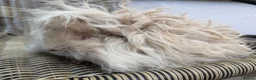 Guinea Pig rodents for sale: Purebred Lunkarya - Advert 20