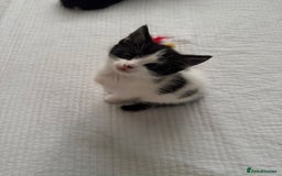 Domestic Shorthair cats for sale: 5 Playful Tuxedo & Black Kittens – Ready Now - Image 15