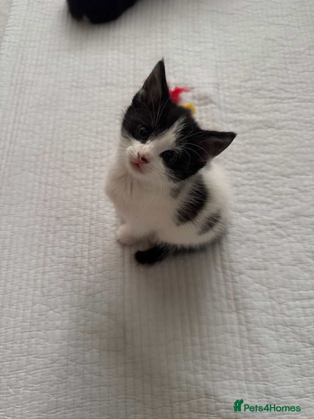 Domestic Shorthair cats for sale: 5 Playful Tuxedo & Black Kittens – Ready Now - Image 15