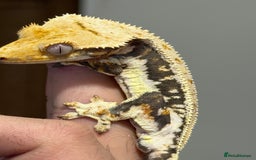 Gecko reptiles for sale: 🔥🔥 Stunning Male Lilywhite 🔥🔥 - Image 3