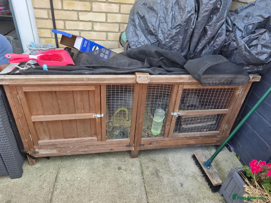 Guinea Pig rodents for sale: Guinea pigs with cage etc in Royston - Advert 3