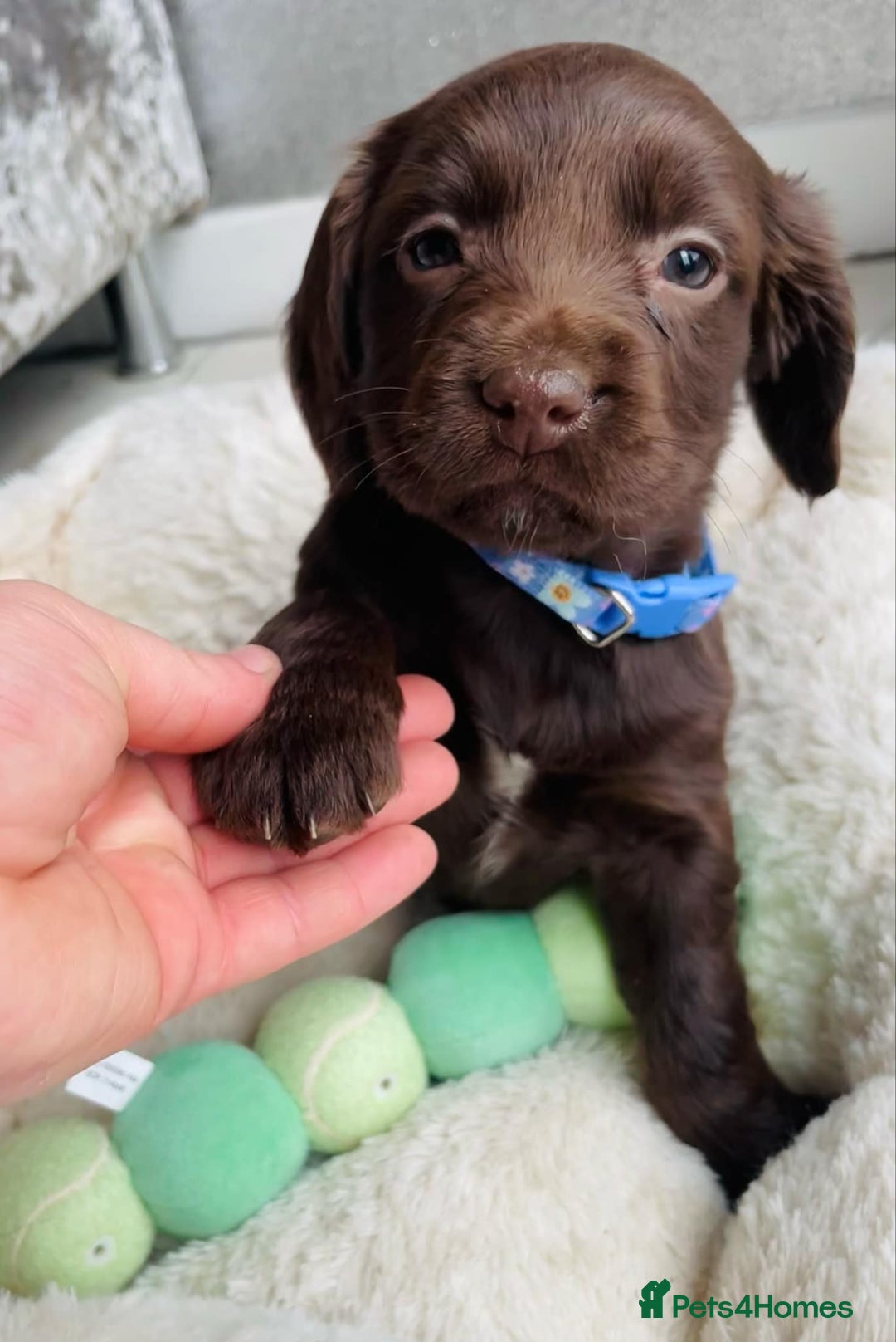 Sprocker dogs for sale: Stunning sprocker puppies  - Advert 10
