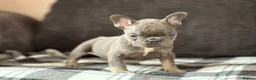 French Bulldog dogs for sale: Beautiful French Bulldog Puppies  - Advert 9