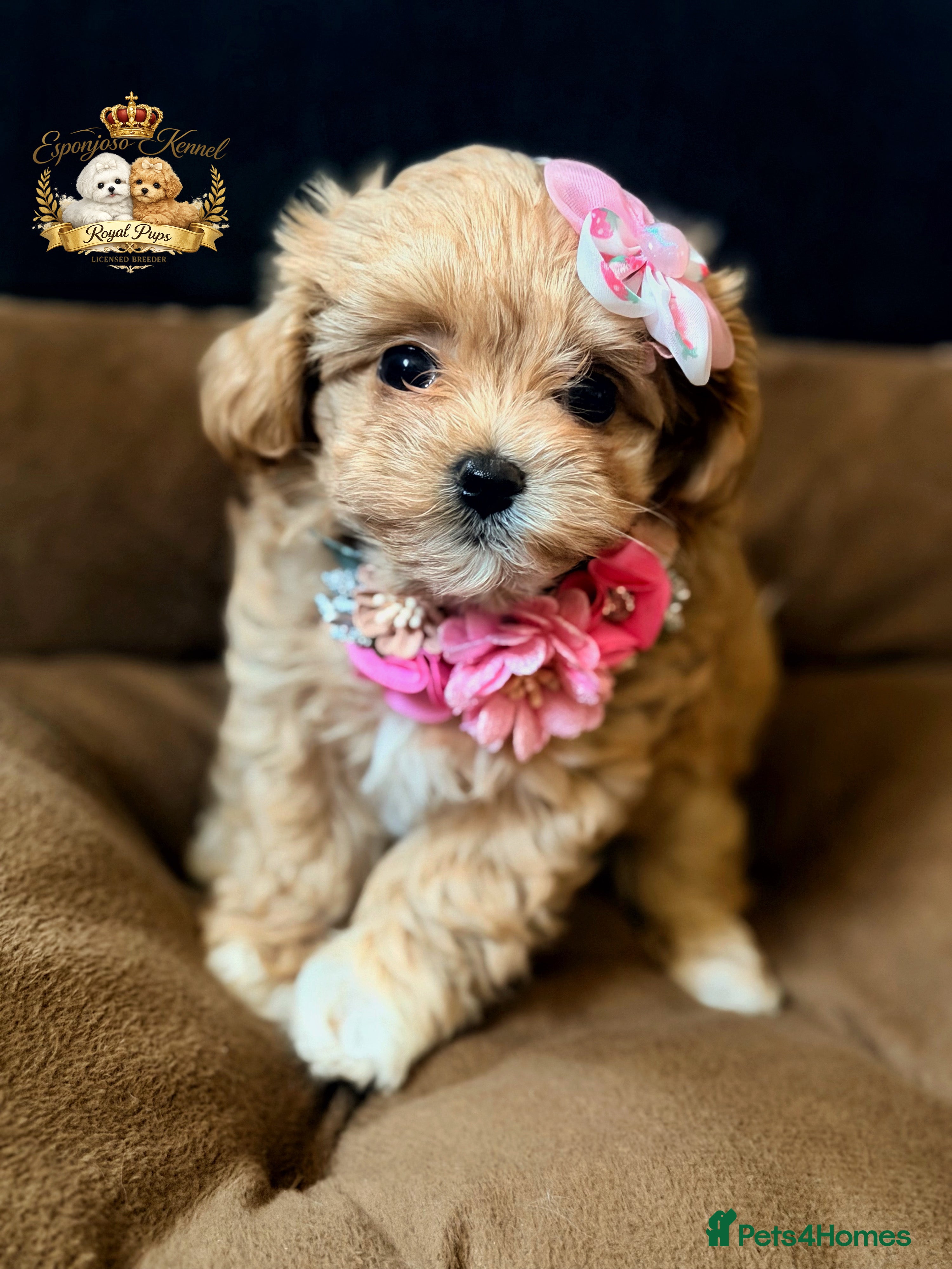 Maltipoo dogs 👑 One in a Million Rare F1 Tiny Asian Maltipoo 👑 - Advert 3