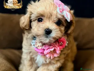 Maltipoo dogs 👑 One in a Million Rare F1 Tiny Asian Maltipoo 👑 - Advert 3