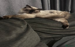 Ragdoll cats for sale: Ragdoll cross domestic shorthaired kittens  - Image 19