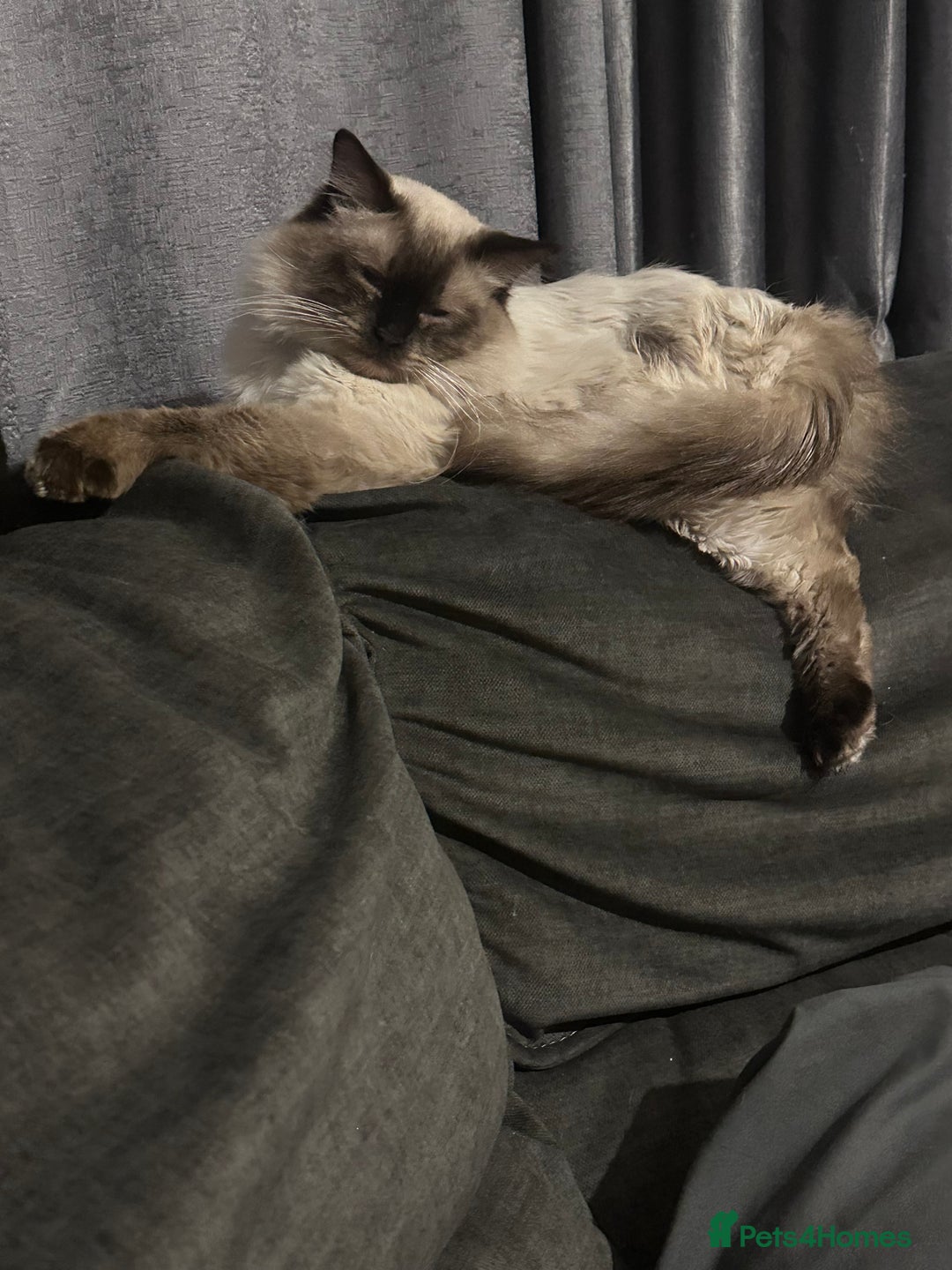 Ragdoll cats for sale: Ragdoll cross domestic shorthaired kittens  - Image 19