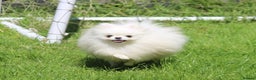 Pomeranian dogs for stud: Kc registered pomeranian white stud dog in Alford - Advert 9