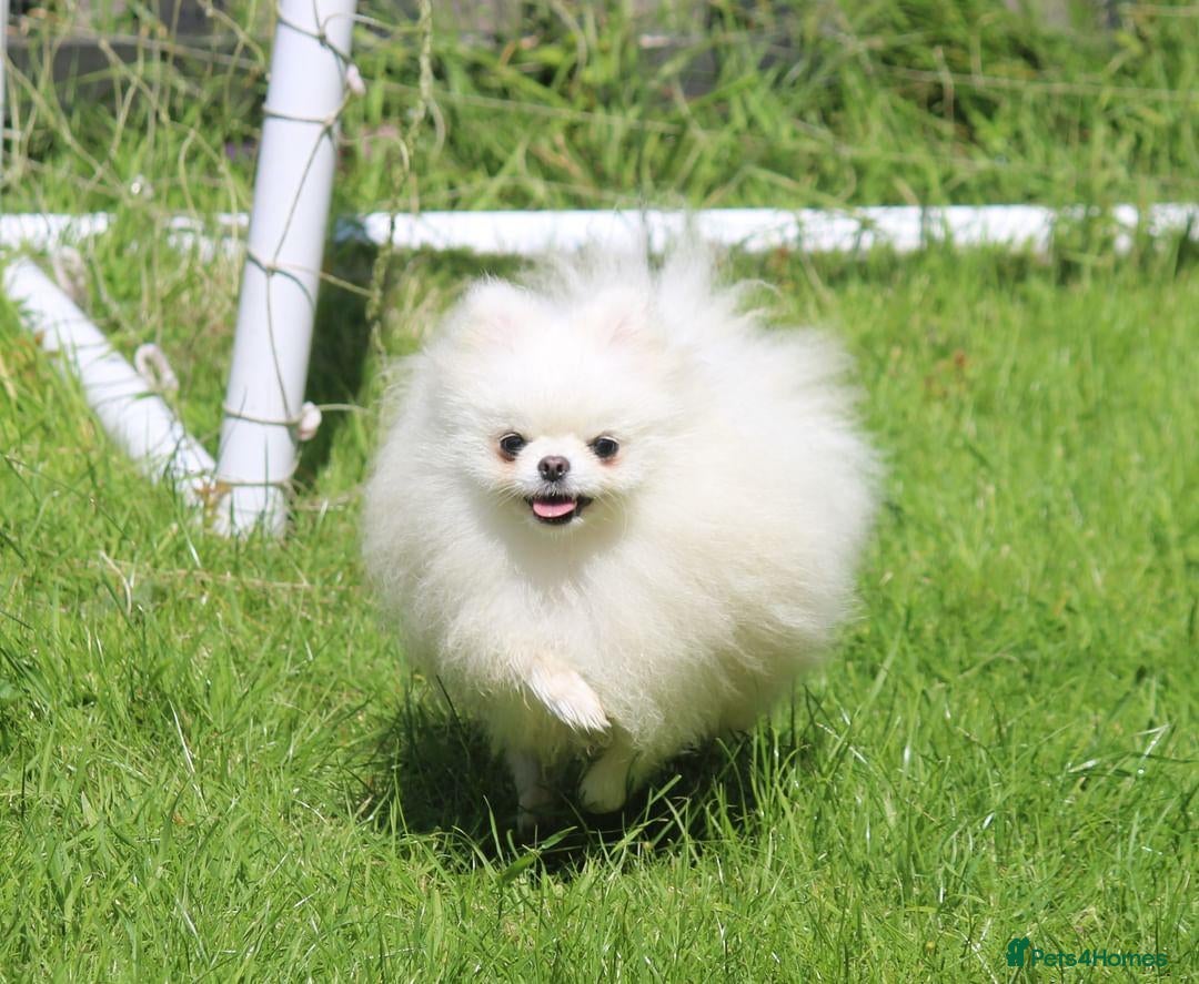 Pomeranian dogs for stud: Kc registered pomeranian white stud dog in Alford - Advert 9