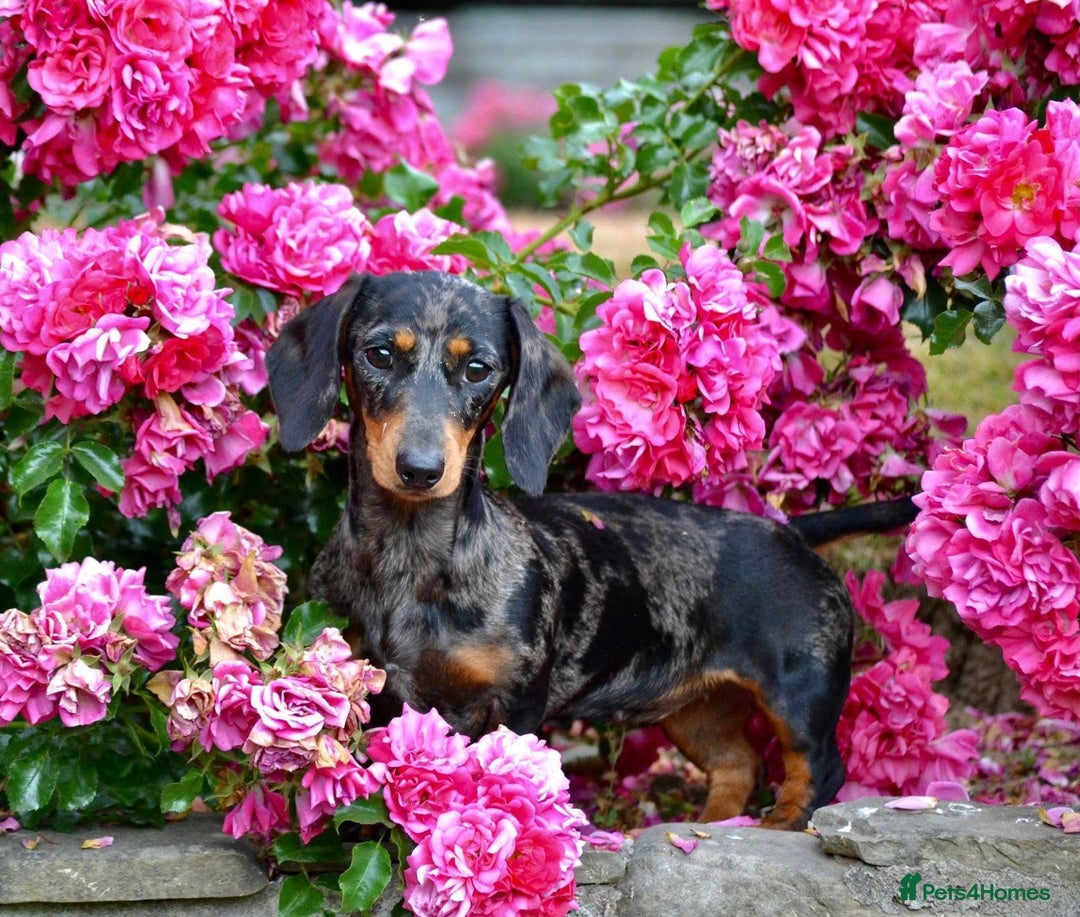 Miniature Dachshund dogs for sale: The most beautiful KC reg Mini Daschund puppies  - Image 5