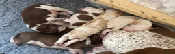 Bracco Italiano dogs for stud: Bracco Italiano for stud - Advert 15