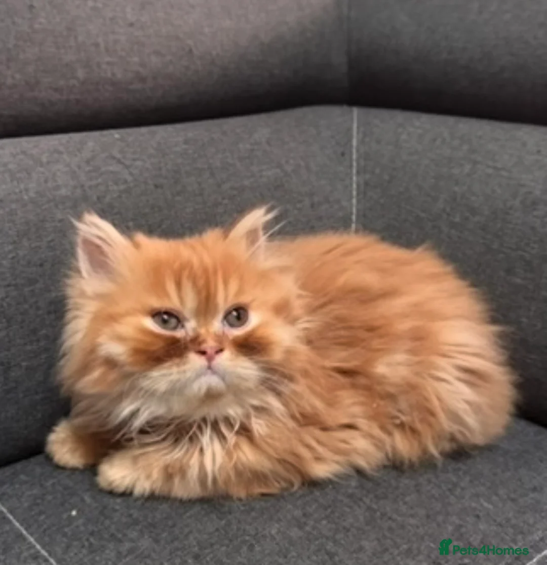 Scottish Fold cats for sale: Scottish Fold/Straight Kittens – 3 Boys & 1 Girl - Advert 9