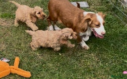 Cockapoo dogs for sale: Healthy Cockapoos ready to leave on the 29/08/25 - Image 13
