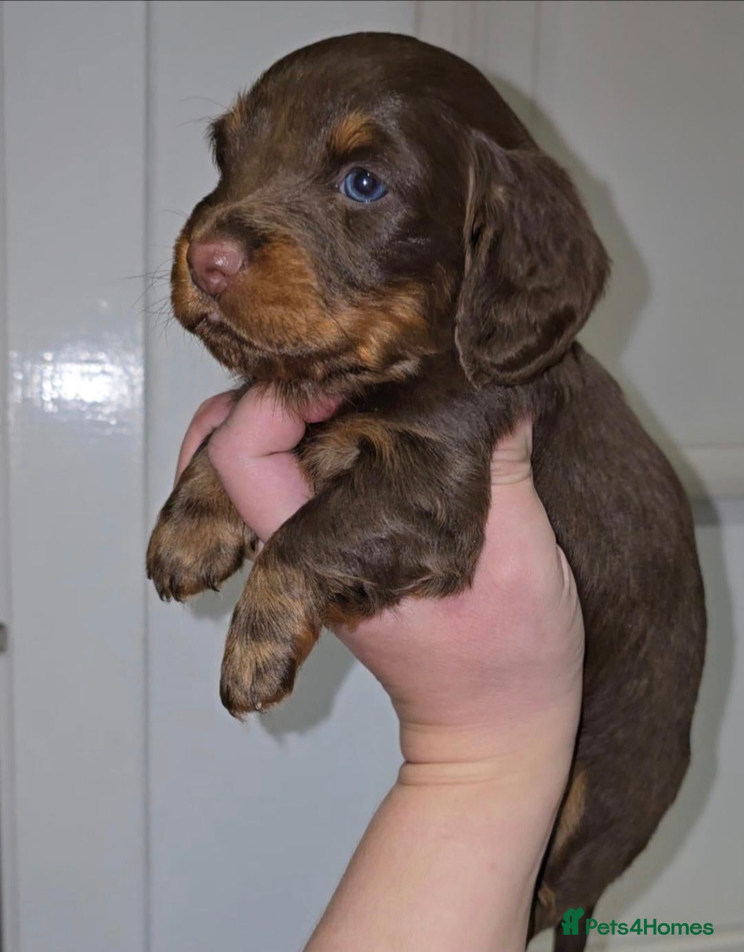 Miniature Dachshund dogs Chocolate/Tan Mini Dachshunds, Long Haired/Dapple - Advert 18