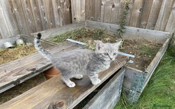 Bengal cats for sale: Three Bengal-Tabby Mix Kittens Ready for New Homes - Image 7
