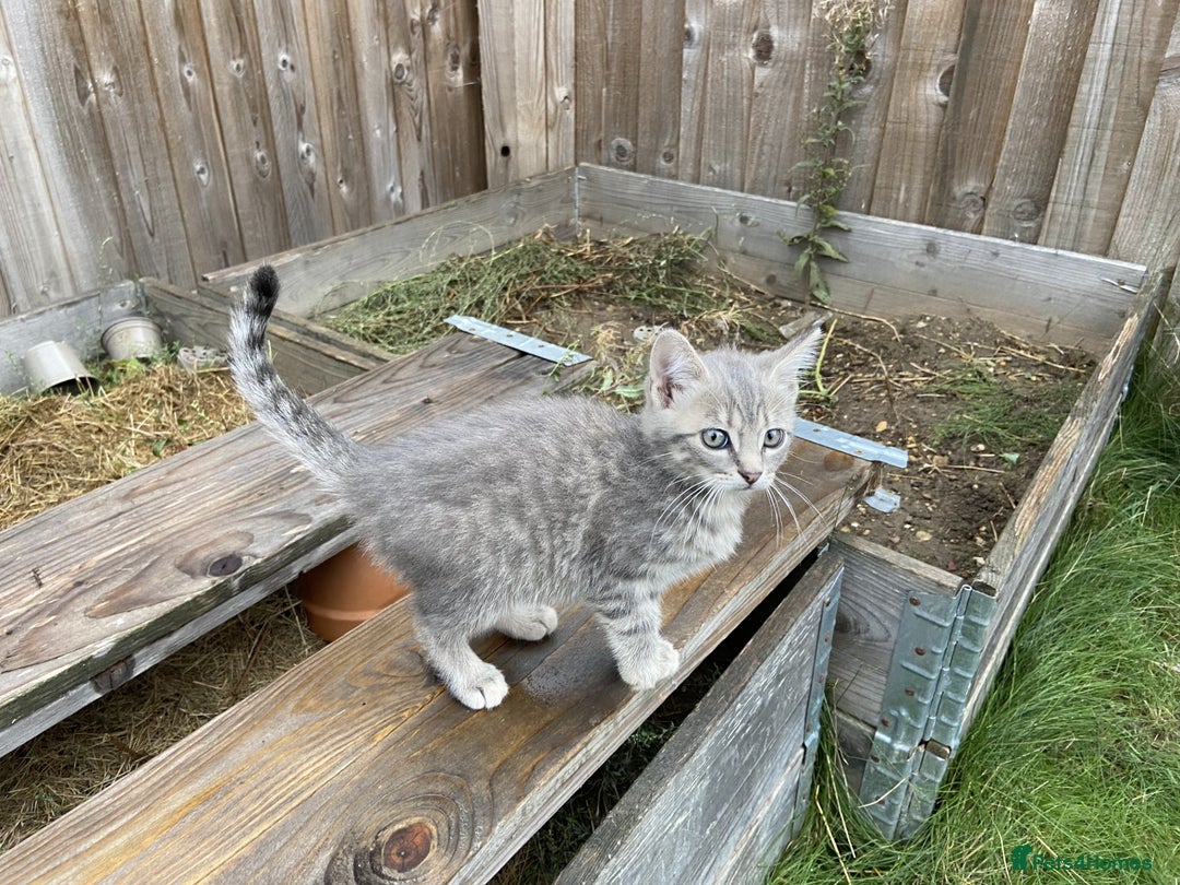 Bengal cats for sale: Three Bengal-Tabby Mix Kittens Ready for New Homes - Image 7