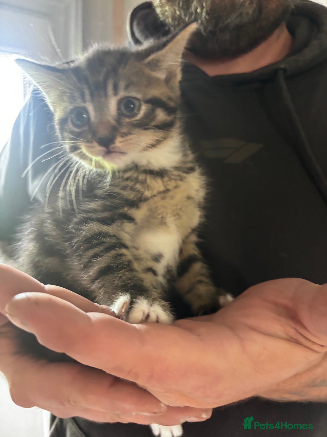 British Shorthair cats for sale: Gorgeous kittens ready soon 3 girls 😍 - Image 4