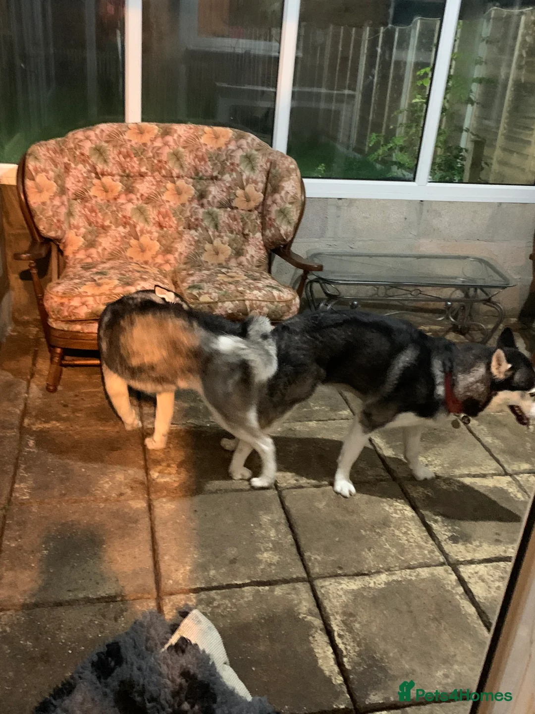 Siberian Husky dogs for stud: 🐺Lucky🐺 in Birmingham - Advert 14