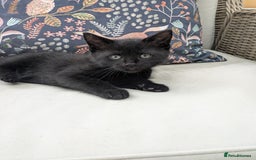 Mixed Breed cats for sale: Two gorgeous boys left - Image 11