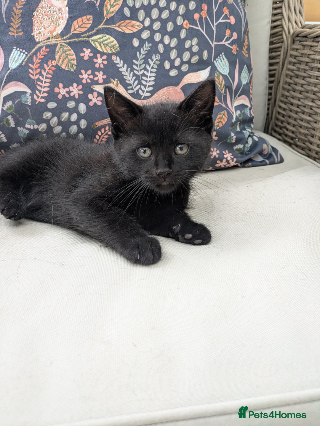 Mixed Breed cats for sale: Two gorgeous boys left - Image 11