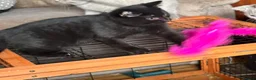 British Shorthair cats for sale: Two Beautiful BSH Black Boy Kittens-Ready now! - Advert 10