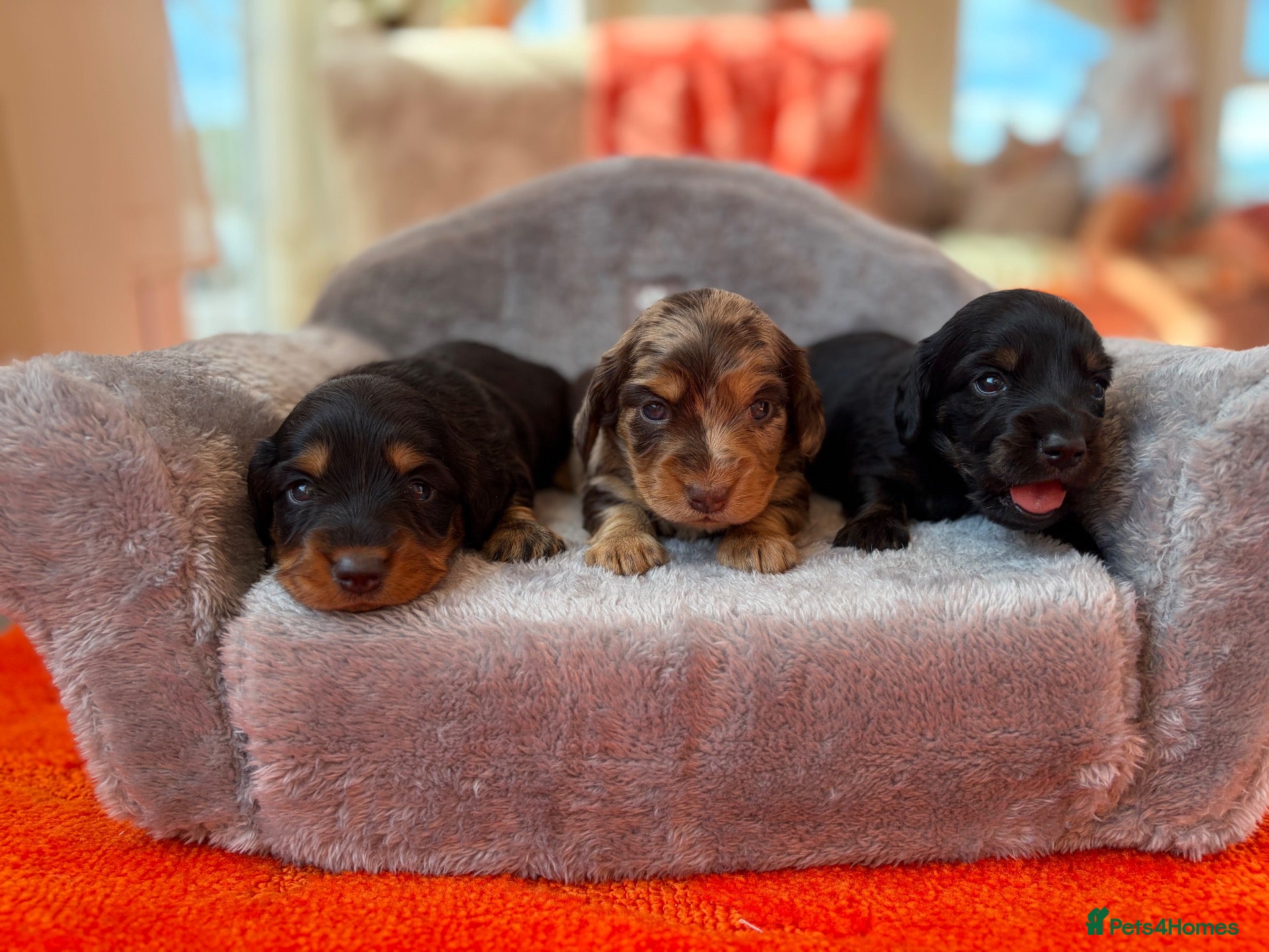 Miniature Dachshund dogs 5* KC Champion Blood Miniature Long Hair Dachshund - Advert 2