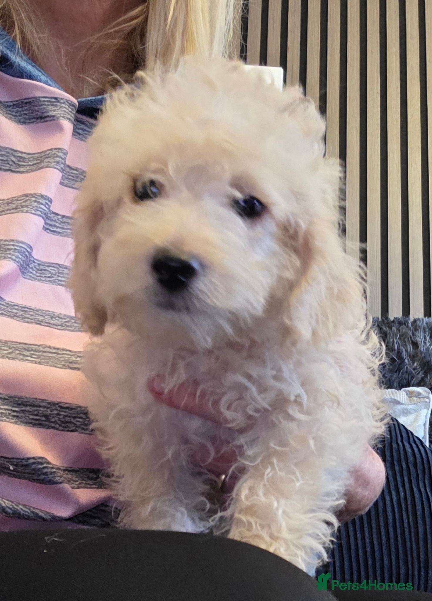 Jackapoo dogs Toy poodle 3/4 puppies  - Advert 5