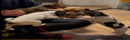 Jack Russell dogs for sale: Gorgeous jack Russell puppies - Advert 7