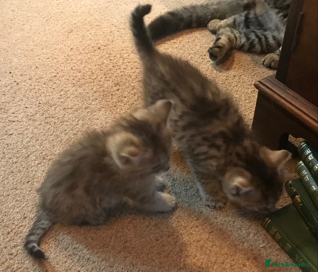 Mixed Breed cats for sale: Beautiful Fluffy Tabby Siblings for sale - Image 8