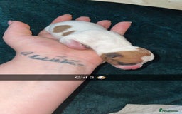 Jack Russell dogs for sale: Lady & The Tramp Jack Russell Terriors  - Advert 4