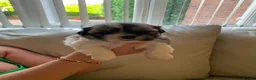 Malshi dogs for sale: Malshi puppies  - Advert 13