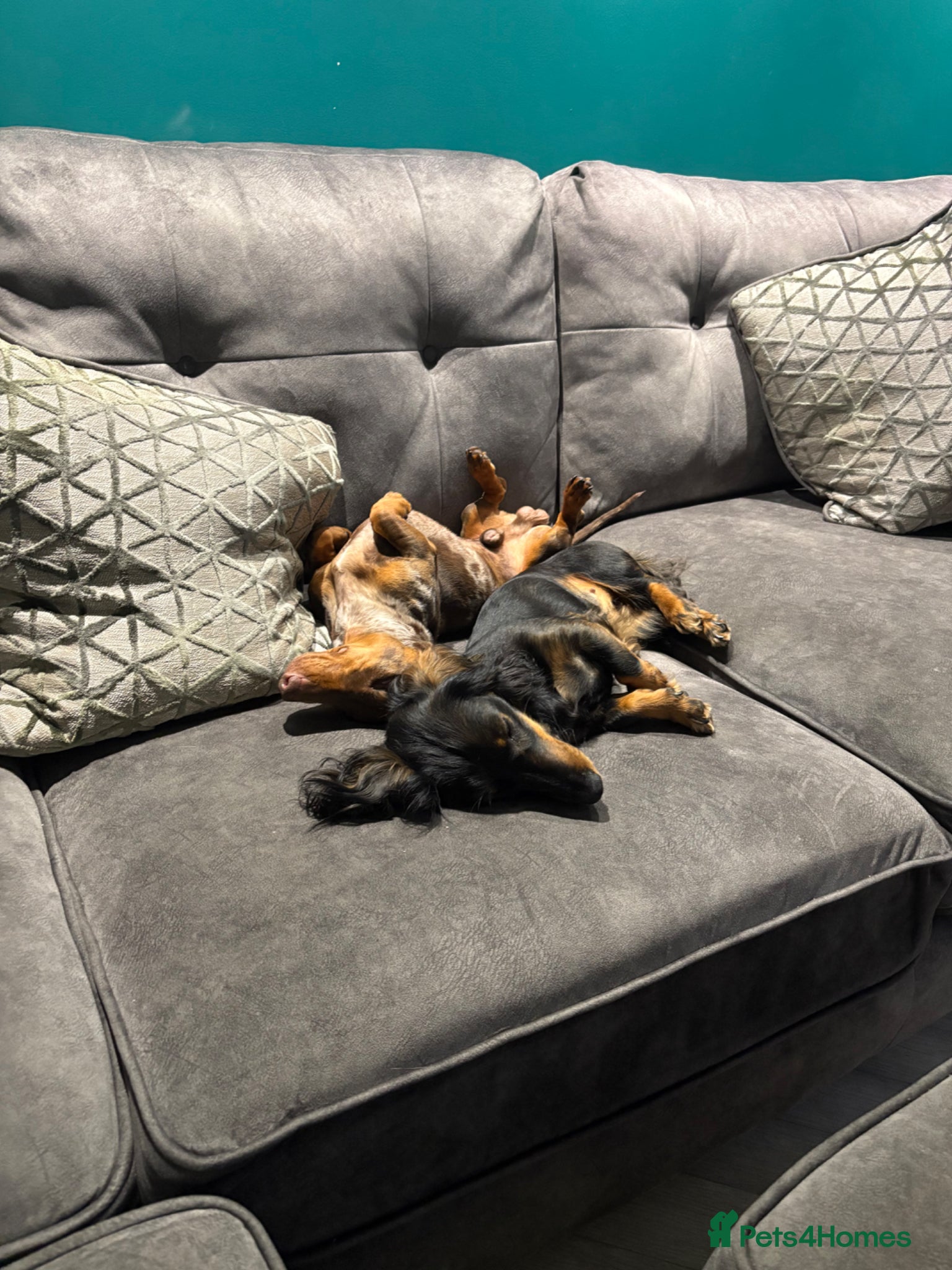Miniature Dachshund dogs for sale: Beautiful Miniature Dachshund Puppies 🩵🩷🩷🩷 - Advert 8