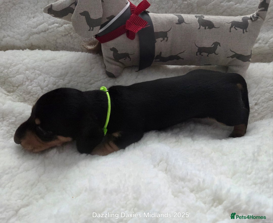Miniature Dachshund dogs for sale: Shorthaired Minature Daschunds  - Image 22